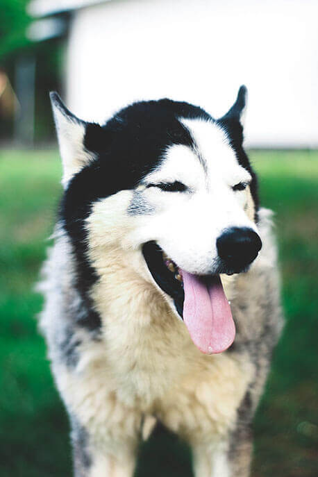 Dog for Adoption - Hank, a Siberian Husky in Woodstock, GA